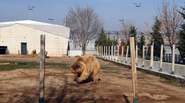 Kayseri'de hayvanat bahçesindeki drone ayılara yakalandı