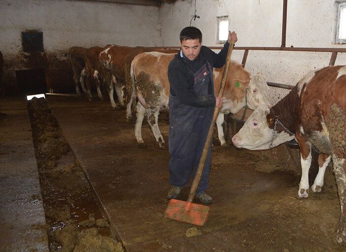 Genç mühendis, aldığı devlet desteğiyle besicilik yapıyor